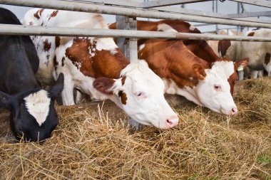 Arka arkaya inekler ahırda saman yiyorlar. Çiftlik hayvanları. Çiftçilik kavramı.
