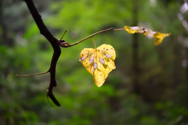 Ultime Foglie Gialle Sui Rami Degli Alberi Nella Stagione Autunnale — Foto Stock