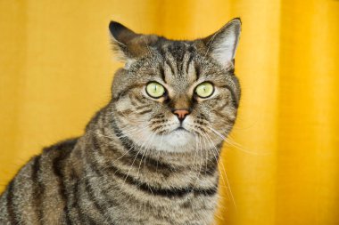 Sarı arka planda tekir gri kedi portresi. Sevimli, komik, meraklı hayvan. Evcil kedi ağızlığı, yakın plan..
