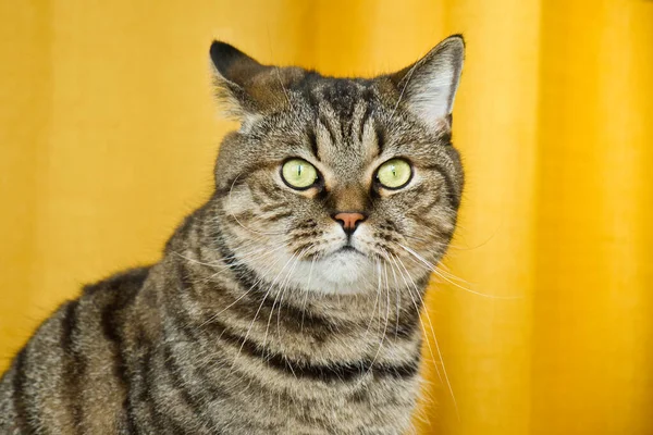 Portrait Tabby Grey Cat Yellow Background Cute Funny Curious Pet — Stock Photo, Image