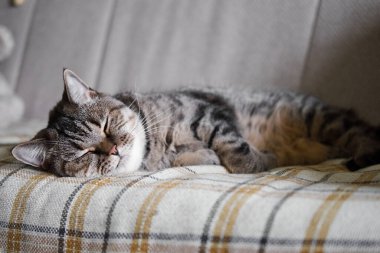 Tembel tekir gri kedi kanepede uyuyor. Evcil kedi dinleniyor..