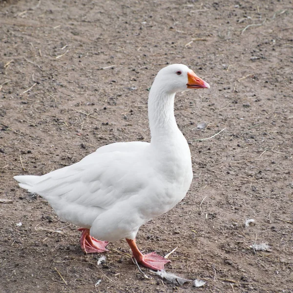 Single domestic white goose walks on the ground. Farm goose. — Stock Photo, Image