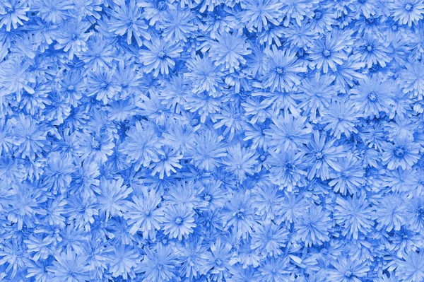 Fresh Delicate Blue Color Flowers Pattern Beautiful Nature Summer Background — Stock Photo, Image