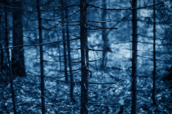 針葉樹の裸の幹を持つ青のトーンで暗い神秘的な森。不気味かつ劇的な暗い森. — ストック写真