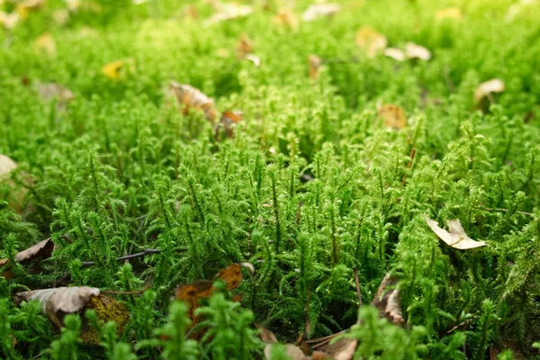 Ormanda taze yeşil yosunlara yakın çekim. Yosun dokusu arka planı. Güzel makro resim. — Stok fotoğraf