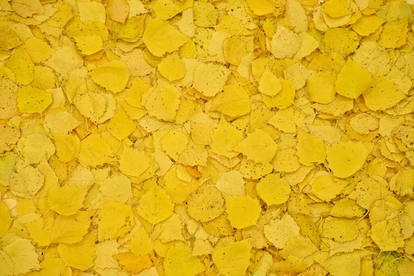 Giallo Autunno Foglie Cadute Come Sfondo Stagione Autunnale Texture Foglie — Foto Stock