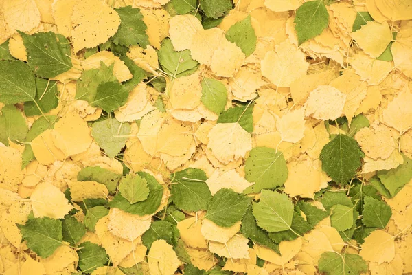 Żółte Zielone Jesienne Liście Spadły Jako Tło Jesień Sezon Złote — Zdjęcie stockowe
