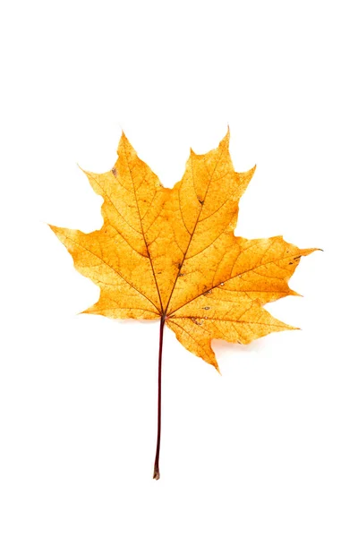 Yellow Maple Leaf Isolated White Background Autumn Concept — Stock Photo, Image