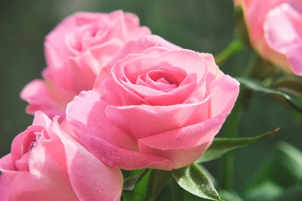 Nahaufnahme Von Zartrosa Rosen Mit Wassertropfen Auf Blütenblättern Makroaufnahme Mit — Stockfoto