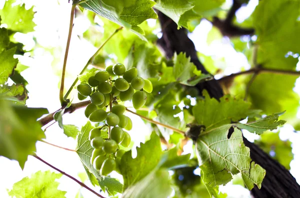 Grenade Apple Garden — Stock Photo, Image