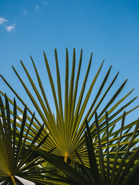 Temiz arka planda yelpaze şekilli palmiye yaprakları