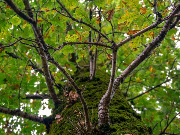 Branches Feuilles Chêne Sur Dessus — Photo