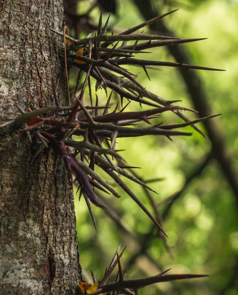 Yeşil yapraklı arka planda büyük dikenleri olan akasya.