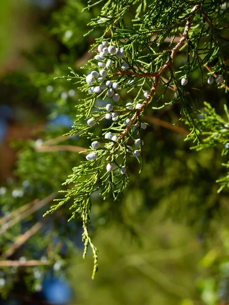 Güneşli bir günde böğürtlenli ardıç dalı