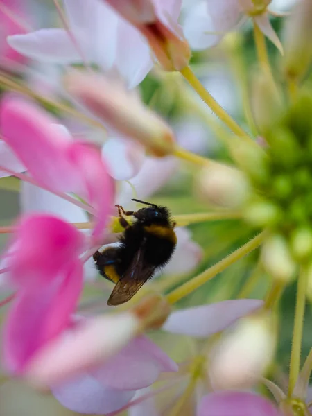Bumblebee içeride oturuyor Cleome 'un çiçek makrosunu seç