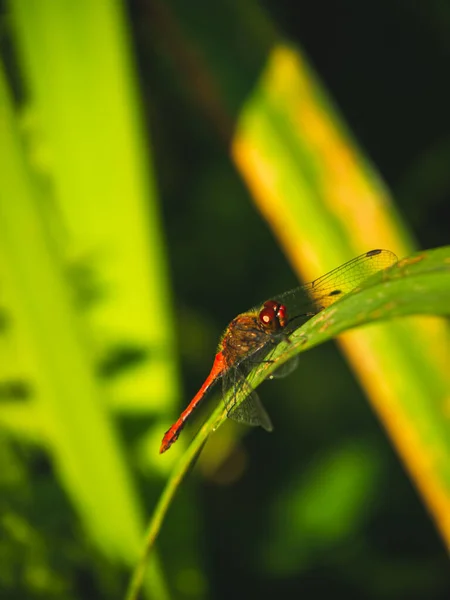 Libellule Rouge Mâle Sur Feuille Jour Ensoleillé Gros Plan — Photo