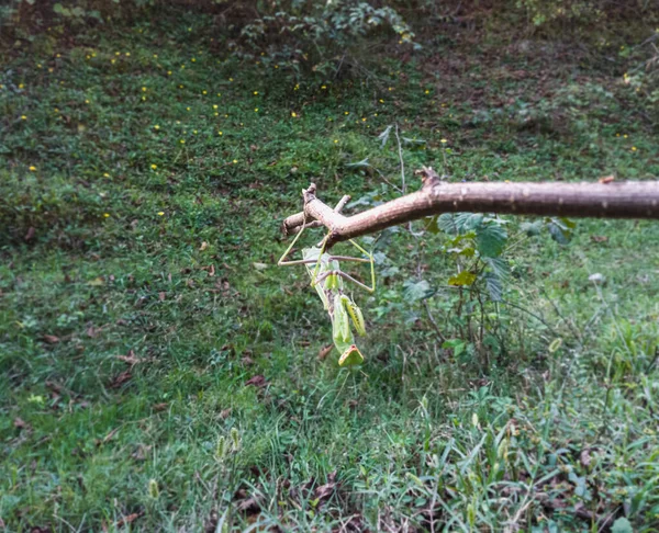 Manris Reliosa Şube Önünde asılı duruyor