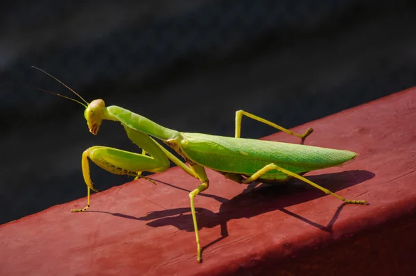 Mantis Religiosa Sitzt Brüstung Sonnigem Tag Seitenansicht — Stockfoto