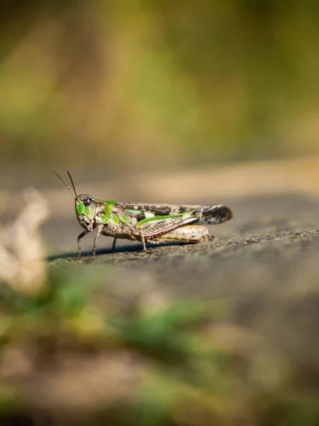 Aiolopus Thalassinus Soir Ensoleillé Macro Vue Latérale — Photo