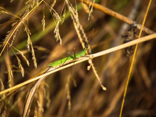 Acrida Vert Assis Dans Herbe Soleil Matin Vue Latérale Gros — Photo