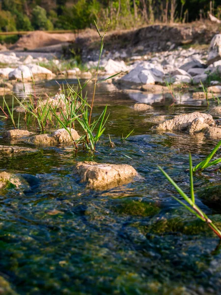 Arroyo Entre Piedras Blancas Amarillas — Foto de Stock