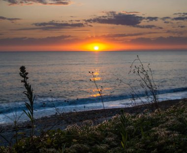 Sahilde gün batımında bitkiler