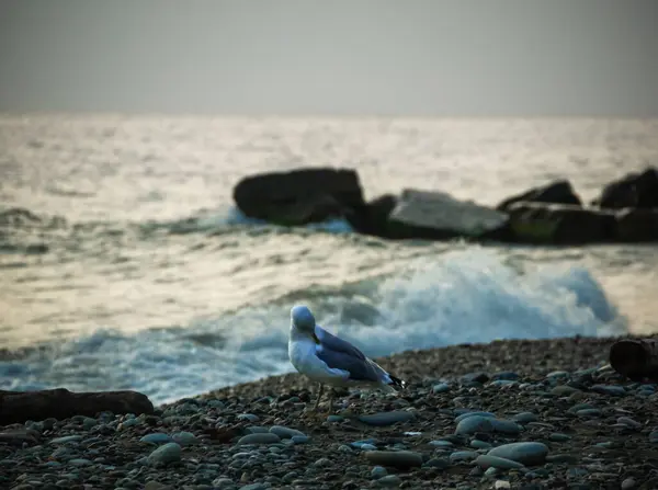 Gün batımında deniz kıyısında duran martı.