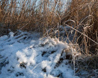Kuru çimenler ve iki mevsim arasındaki kar kristalleri