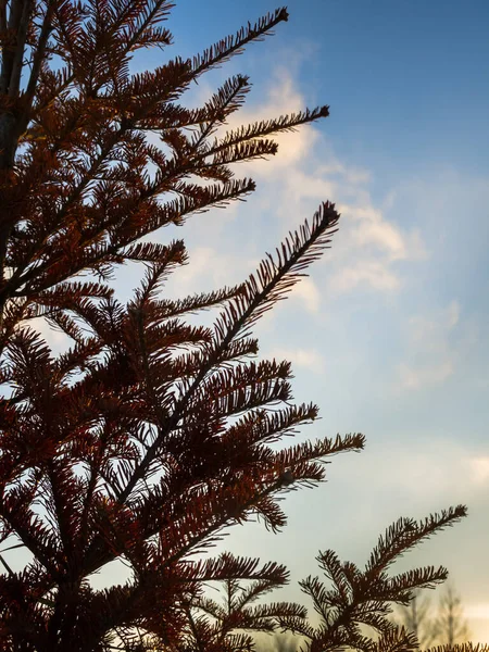 Kırmızı ladin mavi gökyüzü arka planında gün batımında