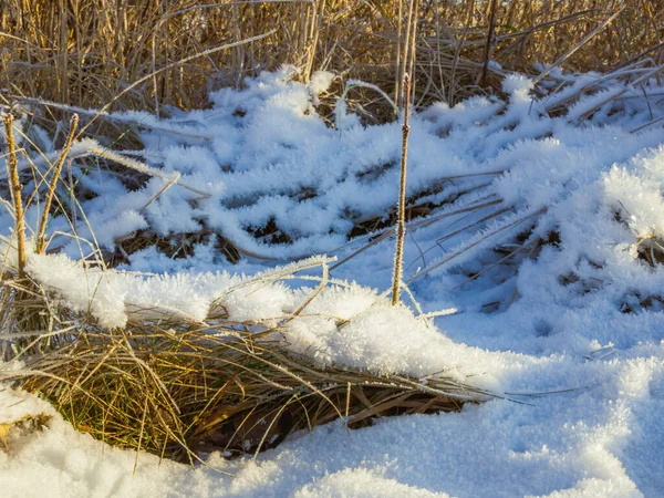 Karların altında kuru çimenler. Donmuş güneşli bir günde yakın plan.