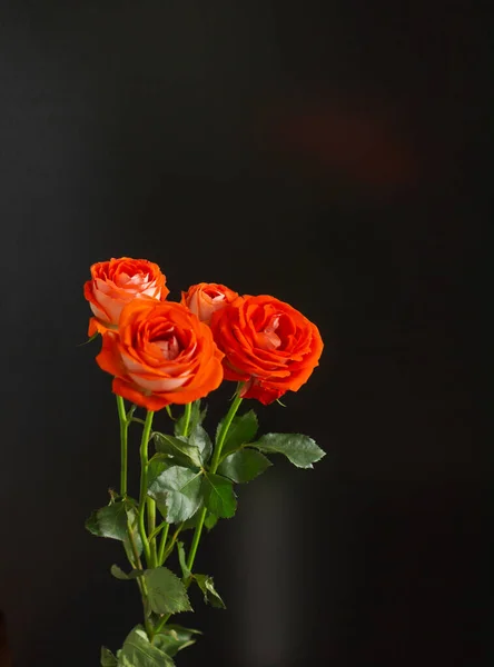 Siyah arka planda kırmızı güller