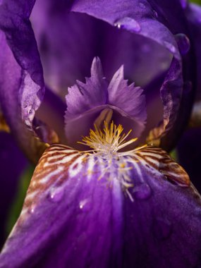 Muhteşem mor göz: bahçe mükemmelliği