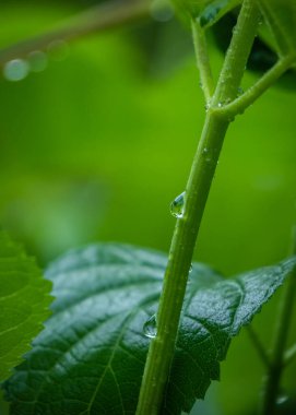 Yağmurun tazeliği: Su yeşil gövdeye damlıyor