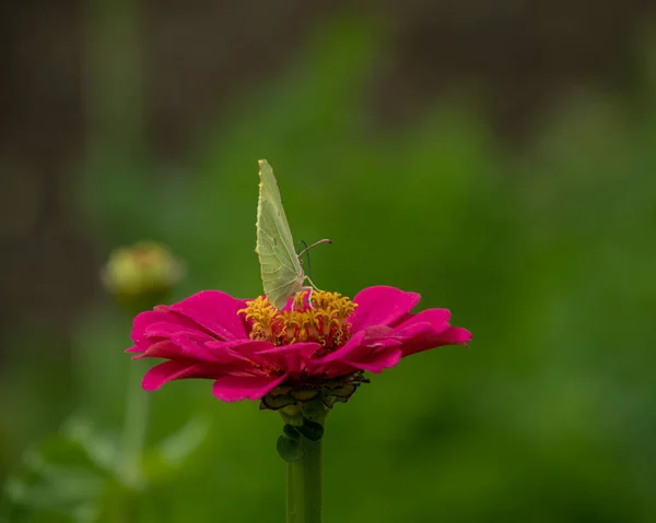 Mor Zinnia üzerine Pieris brassica: şimdi beni görebilirsiniz?