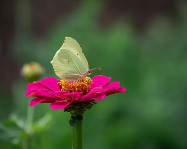 Mor Zinnia 'da Pieris Brassica: Bahçe hayatı