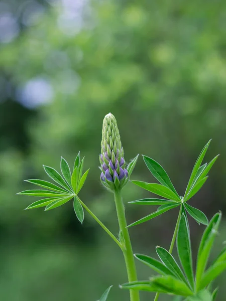 Pronto Para Florescer Lupinus Polyphyllus — Fotografia de Stock
