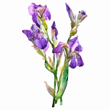 Güzel suluboya çiçeği. Vektör çizimi. 