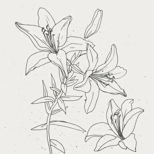 Set of lilies isolated on white background.