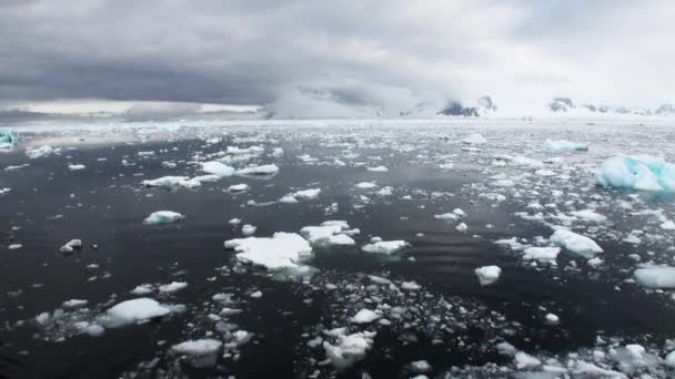 Lodu unosi się na powierzchni oceanu na Antarktydzie. — Wideo stockowe