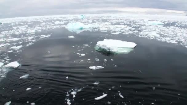 El hielo flota en la superficie del océano en la Antártida . — Vídeos de Stock