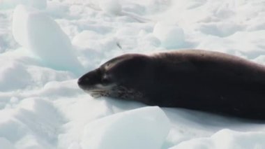 Bir buzdağı Antarktika'daki uyku leopar foku.