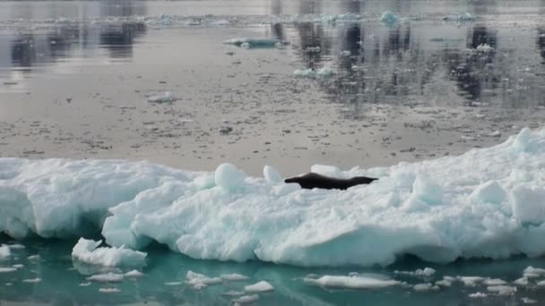 Sello de leopardo durmiendo en un iceberg en la Antártida . — Vídeos de Stock