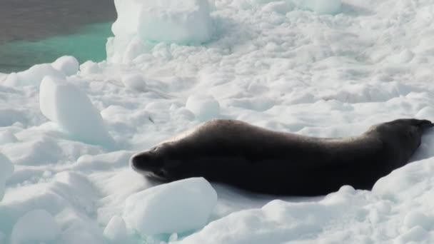 Bir buzdağı Antarktika'daki uyku leopar foku. — Stok video