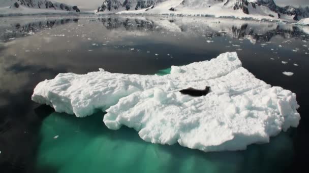 Sello de leopardo durmiendo en un iceberg en la Antártida . — Vídeos de Stock