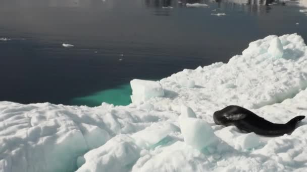 Sello de leopardo durmiendo en un iceberg en la Antártida . — Vídeos de Stock