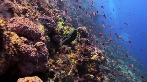 Écoles de poissons bleus et rouges sur un récif tropical . — Video