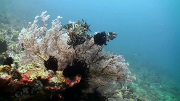 O mundo subaquático de Bali Indonesia . — Vídeo de Stock