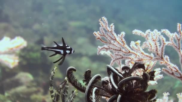 Die unterwasserwelt von bali indonesien. — Stockvideo