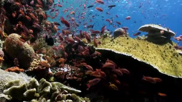 Escolas de peixes azuis e vermelhos em um recife tropical . — Vídeo de Stock