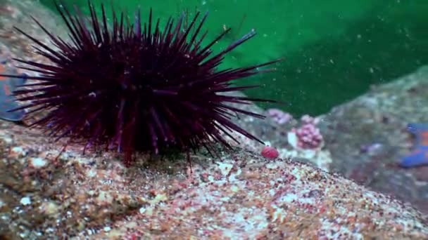 Sea urchin na dnie oceanu w poszukiwaniu żywności. — Wideo stockowe